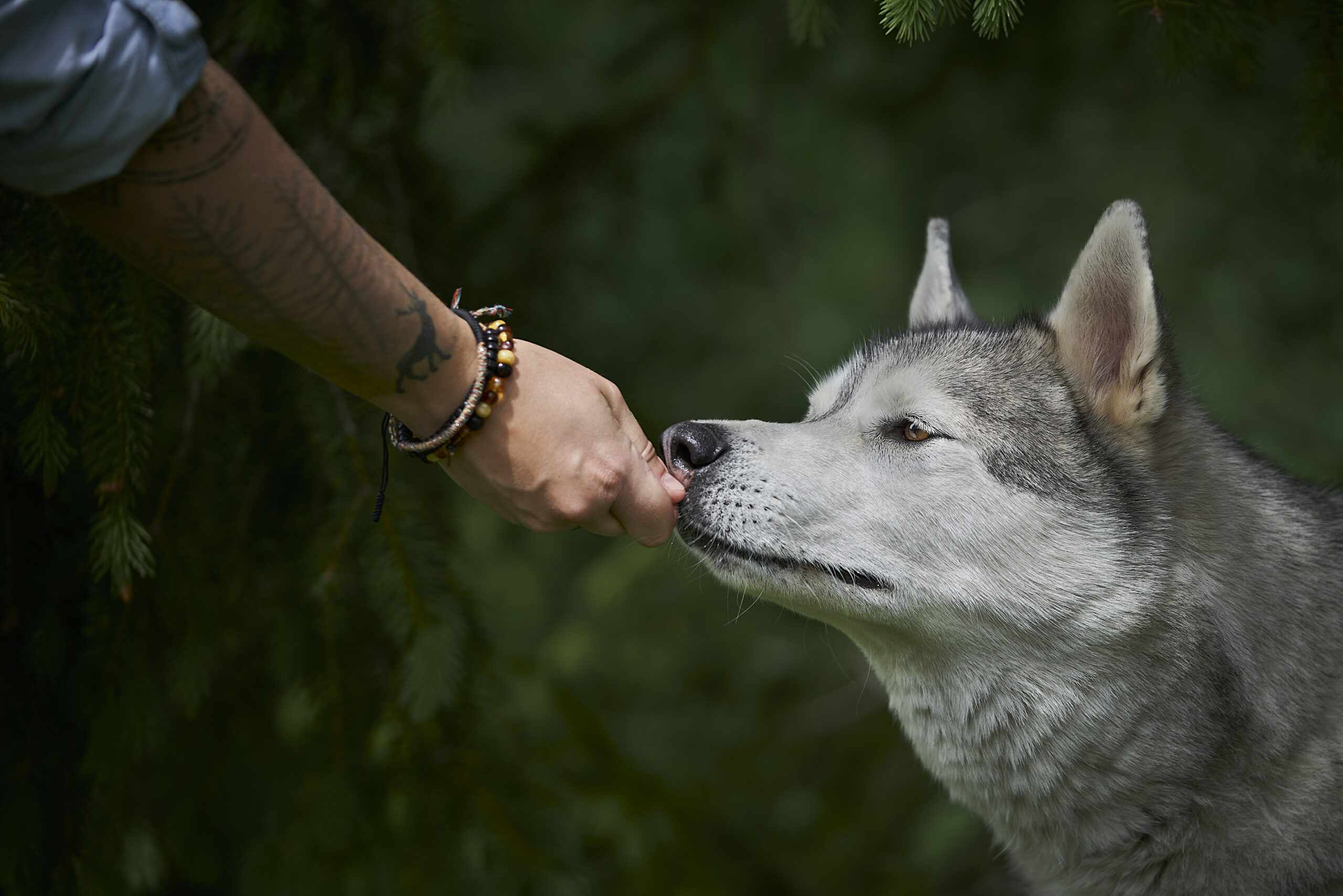 Husky Druck 64 Hundetraining Michaela Braunhofer Hundegesundheitszentrum Prutz