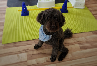 Hundegesundheitszentrum Michaela Braunhofer Prutz Physio Hund Prutz