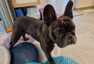 Hundephysiotherapie Michaela Braunhofer Prutz Hundemassage Prutz