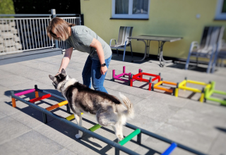 Physiotherapie für Hunde Michaela Braunhofer Prutz Bewegungstherapie für Hunde Prutz